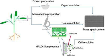 From structural determination of natural products in complex mixtures to single cell resolution: Perspectives on advances and challenges for mass spectrometry